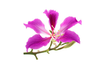 Fototapeta na wymiar Macro closeup of pink flower (Bauhinia purpurea tree) with isolated on transparent background