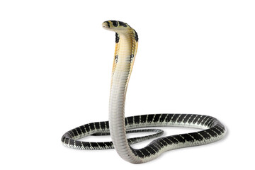 Baby king cobra on isolated background, King kobra snake 