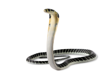 Baby king cobra on isolated background, King kobra snake "ophiopahus hannah" closeup on reflection