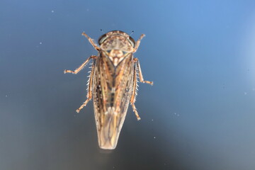 cicada on the  on glass