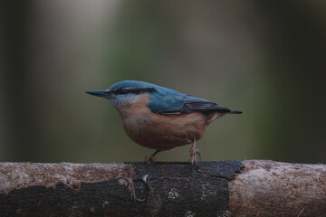 Nuthatch