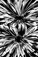 Beautiful red Genius flower in black and white background - generative ai