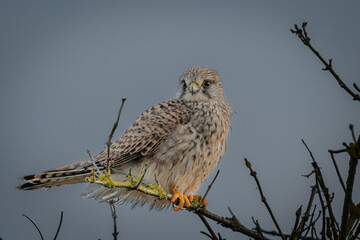 Kestrel