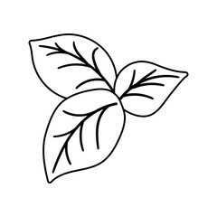leaves of basil doodle flat illustration on white background. Vector graphics design