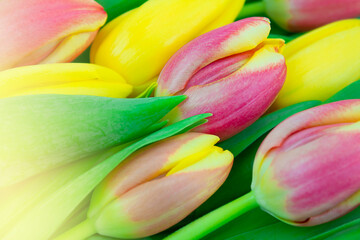 Pink and yellow tulips close up. Natural spring background.