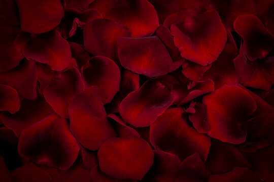 Background of beautiful red rose petals. View from above. Soft focus