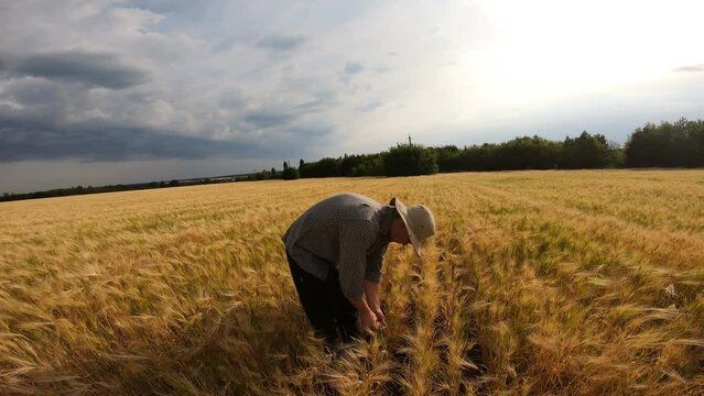 Male farmer giving interview about farmland agriculture on barley meadow at overcast day. Young agronomist talks about seasonal crop pointing with hand on his golden wheat field. Dolly shot Slow mo