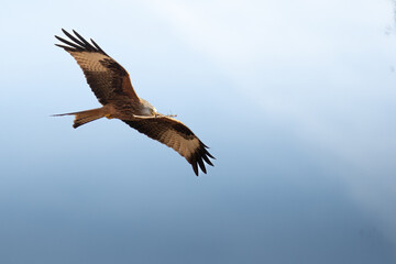 Obraz premium Red Kite in Flight