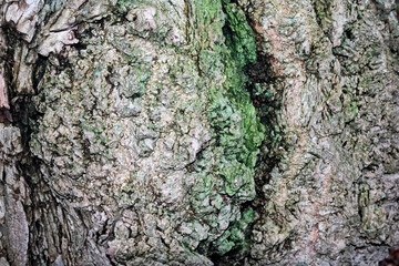 tree texture, bark of a tree