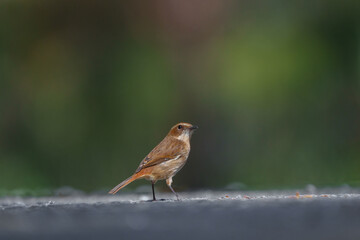 A closeup of a Female Gray Bushchat ( Saxicola ferrea )  bushchat with dull brown color , rufous tail , white supercilium , white throat and belly and wing patches ,female,thailand