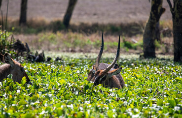 In Kenya , aquatic antelope that feeds on plants in the water .