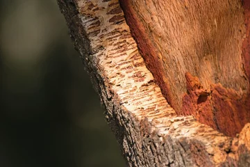 Fotobehang Detail of cork oak tree bark. (Quercus suber) © Tunatura