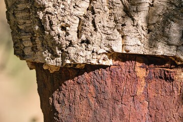 Detail of cork oak tree bark. (Quercus suber)