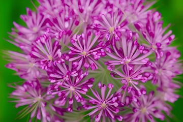 Obraz premium blossoming pink allium flower portrait - generative ai