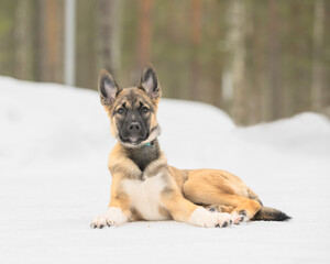 East siberian laika puppy is lying in the snow