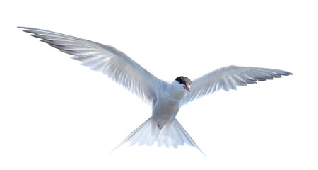 Common tern (Sterna hirundo) flying