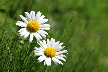 Two white daisy flowers in green grass. Summer meadow with chamomiles in sunny day