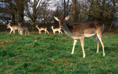 red deer grazing on the meadow in richmond park