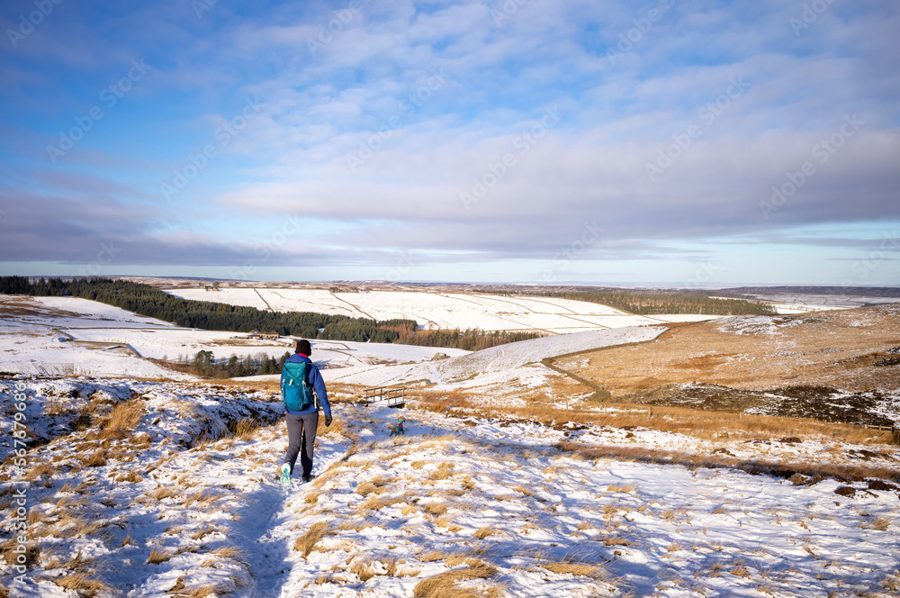 Canvas Prints A hiker walking across the moors towards a bridge below the summit of Bolt's Law in winter near Blanchland, Northumberland  in England UK.