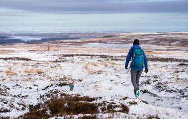 A hiker and their dog coming down from the summit of Bolt's Law near Blanchland in winter, Northumberland  in England UK.