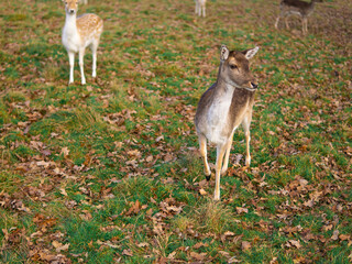 Naklejka na ściany i meble red deer grazing on the meadow in richmond park