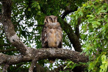 A giant eagle owl sits on a branch of a leafy green tree in the Kruger National Park..