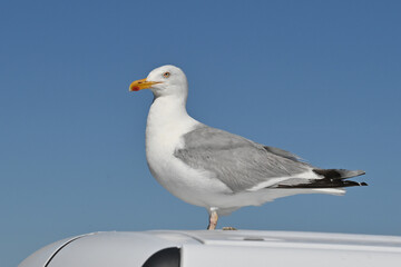 seagull in profile on blue sky background