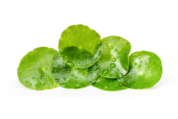 Gotu Kola leaves (Asiatic pennywort, Centella asiatica) with water drops isolated on white background. 