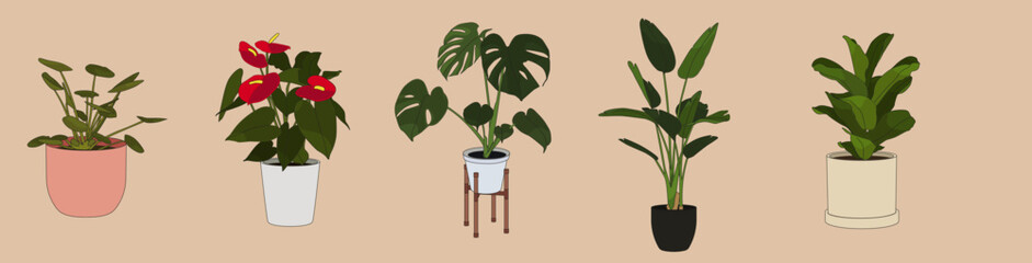 Collection House Plant Pot