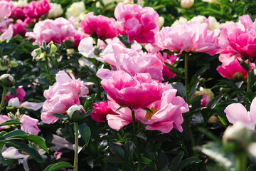 Naklejka na ściany i meble Beautiful fresh colorful peony flowers in full bloom in the garden, green leaves flowerbed. Summer natural floral texture for background.