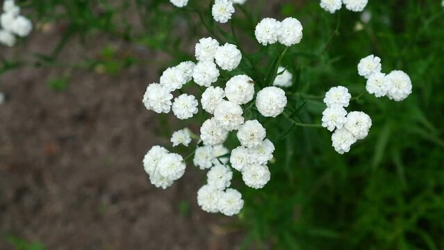 White flowers of Achillea ptarmica, The Pearl. Blooming Double Diamond Close up. Nature, springtime concept. Flower gardening. The sneezewort, sneezeweed, bastard pellitory, fair-maid-of-France