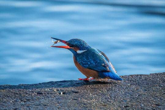 Common kingfisher (Alcedo atthis)