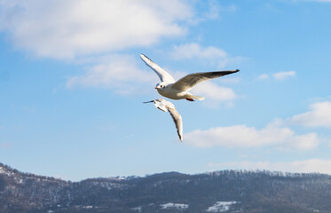 Fototapeta na wymiar White birds in flight. Seagull in flight over water