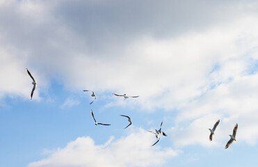 Group of white birds in flight. Seagull in flight 