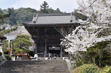 春の長谷寺　仁王門　奈良県桜井市初瀬