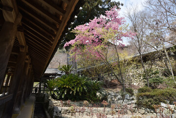 春の長谷寺　登廊　奈良県桜井市初瀬