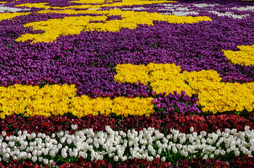 Fototapeta na wymiar amazingly beautiful carpet of tulips of different colors good background use for postcards