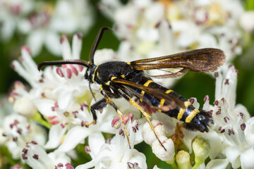 Paranthrene tabaniformis on elder flower close-up. In the natural environment, near the forest in summer