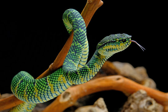 green snake on a branch