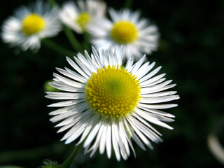 White daisy flower