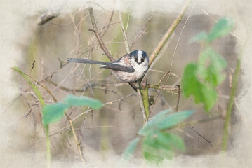 Long-tailed Tit digital watercolour painting.