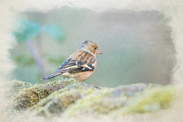 Digital watercolour painting of a male Chaffinch, Fringilla coelebs in a natural woodland.