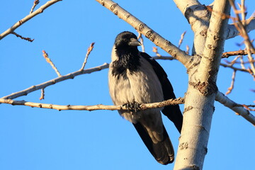 Hooded crow (Corvus cornix) sitting on the branch