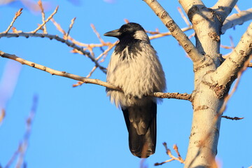 Hooded crow (Corvus cornix) sitting on the branch