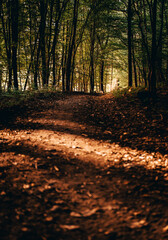 A sun-dappled path winds through the forest, beckoning adventurers to explore the unknown