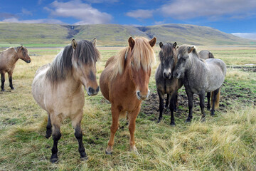 Fototapeta premium Icelandic Horses 