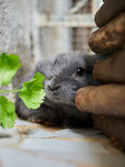 Small cute grey rabbit sitting on a balcony. Domestic animal close up. Easter or autumn harvest concept.