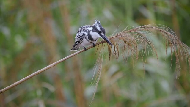 Motley kingfisher (Ceryle rudis) sits on the branches looking for fish in the water