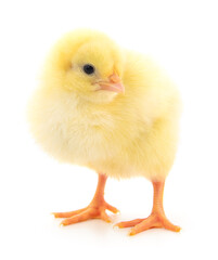 Small yellow chicken