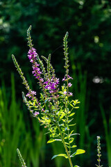 Purple loosestrife red or Lythrum salicaria on a blurred dark green background of evergreens, Close-up. Nature concept for design. Floral landscape for wallpaper.
